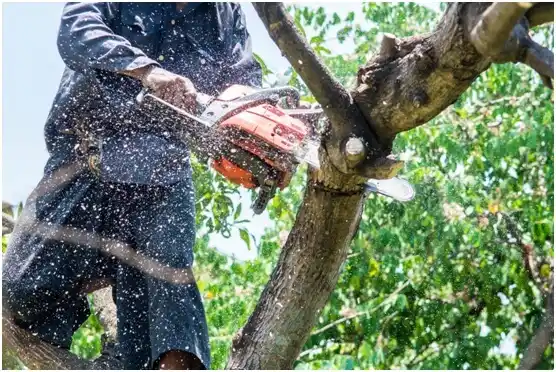 tree services Bairdford